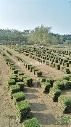 郴州市苏仙区景源苗木种植基地