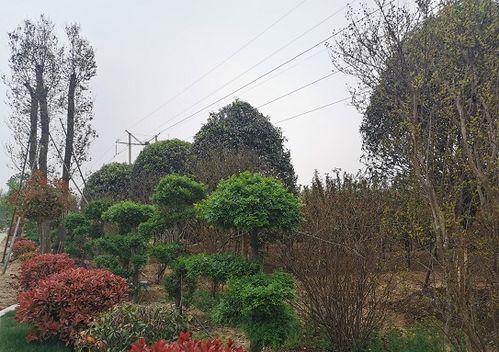 男子在郑州租地3000多亩种植苗木 建成 郊野公园 免费开放